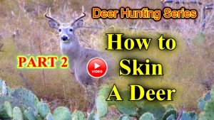 How to skin a deer