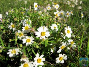 Pictures of Blackfoot Daisy