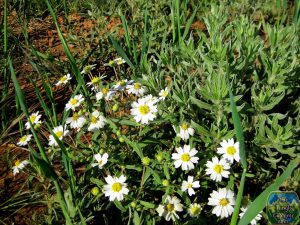 Picture of Blackfoot Daisy