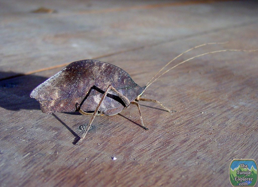 Dead-leaf-Katydid (Orophus sp)