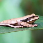 Masked Treefrog Smilisca phaeota