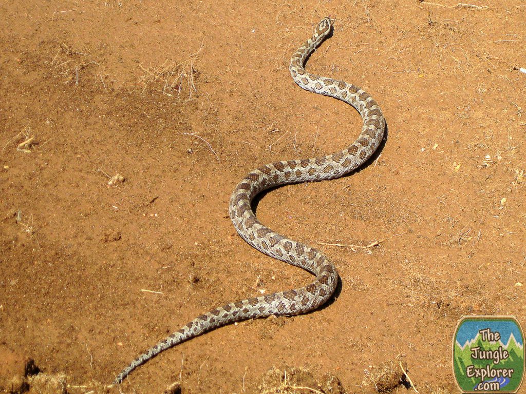 Great Plains Rat snake