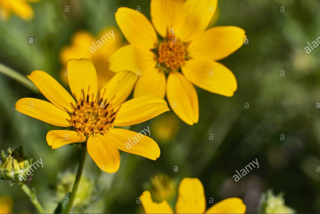 engelmanns-daisy-flower