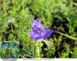 Solitary Texas Spiderwort flower