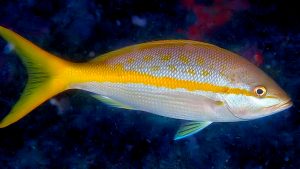 Yellowtail Snapper Picture