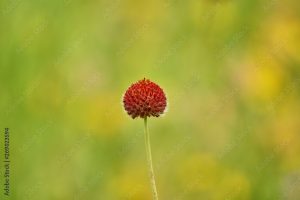 Pincushion Daisy ( Gaillardia suavis ) Wildflower