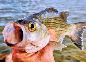 White Bass with mouth open
