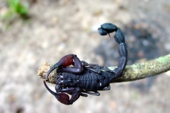 Amazon Black Scorpion