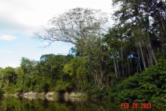 Amazon Rain Forest
