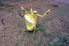 Brazilian Yellow Preying Mantis