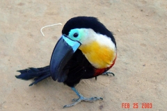 Channel-billed toucan (Ramphastos vitellinus)