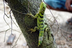 Green Thornytail Iguana
