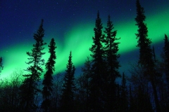 Northern Lights over Pine Trees