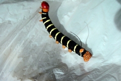 Tetrio Sphinx Caterpillar